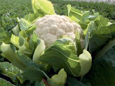 Sevilla F1 Karnabahar Fidesi