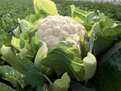 Sevilla F1 Karnabahar Fidesi