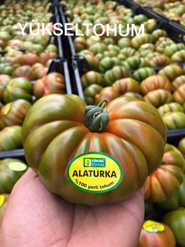 Alaturka F1 Domates Fidesi