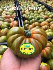 Alaturka F1 Domates Fidesi