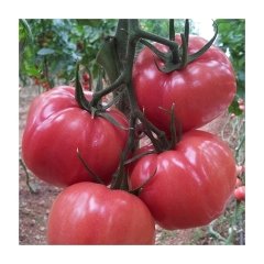 Pembe Panter F1 Domates Fidesi