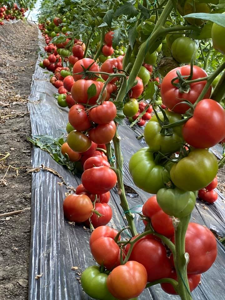 Pembe Panter F1 Domates Fidesi