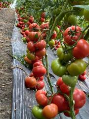 Pembe Panter F1 Domates Fidesi