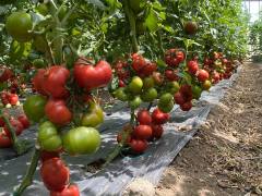 Pembe Panter F1 Domates Fidesi