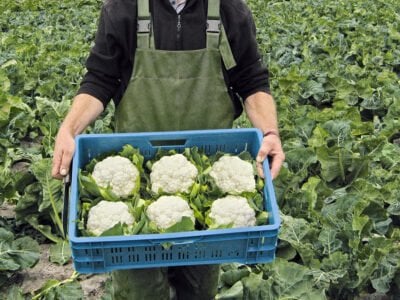 Altamira F1 Karnabahar Fidesi