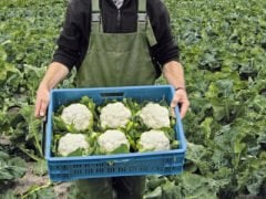 Altamira F1 Karnabahar Fidesi