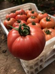 Gusto F1 Pembe Domates Fidesi