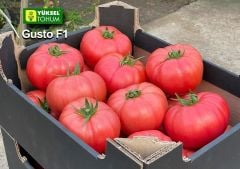 Gusto F1 Pembe Domates Fidesi