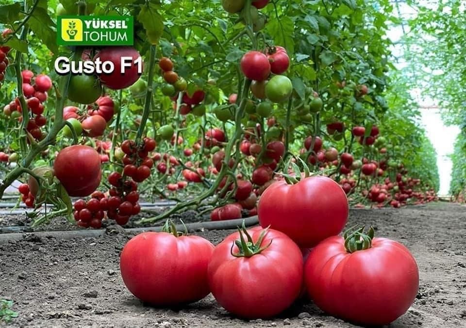 Gusto F1 Pembe Domates Fidesi