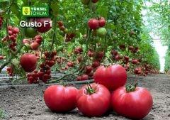 Gusto F1 Pembe Domates Fidesi