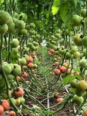 Gusto F1 Pembe Domates Fidesi