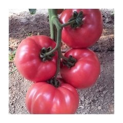 Gülpembe F1 Domates Fidesi