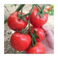 Kahraman F1 Sırık Domates Fidesi