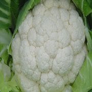 Tetris F1 Karnabahar Fidesi