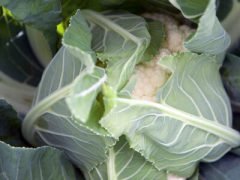 Tetris F1 Karnabahar Fidesi 200 lük Viyol