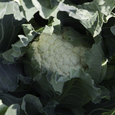 Casper RZ F1 Karnabahar Fidesi | Syngenta Tohum | FideKutusu.com