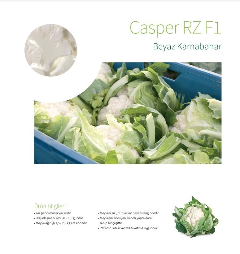 Casper RZ F1 Karnabahar Fidesi