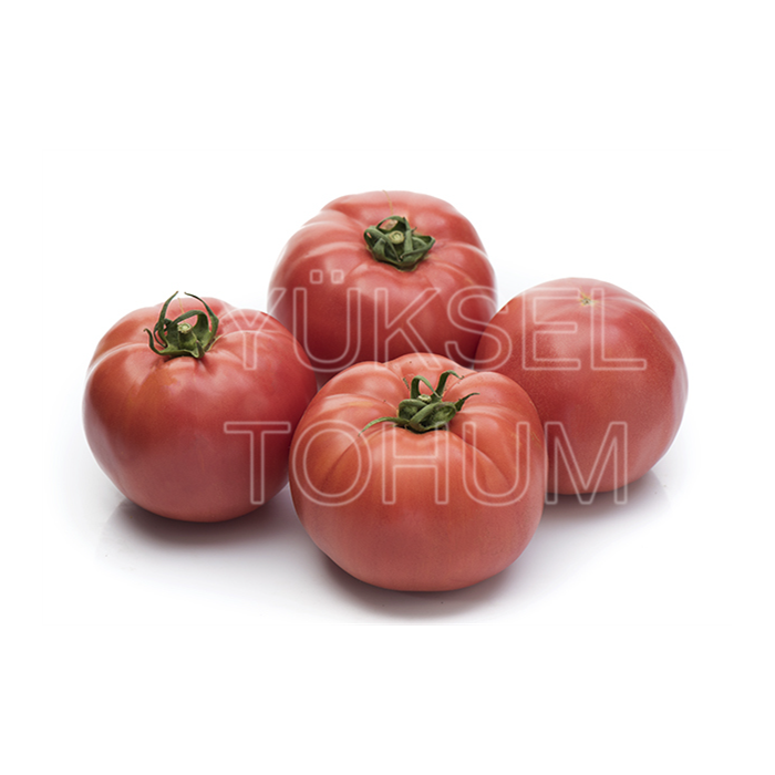 Gülçin F1 Oturak Pembe Domates Fidesi