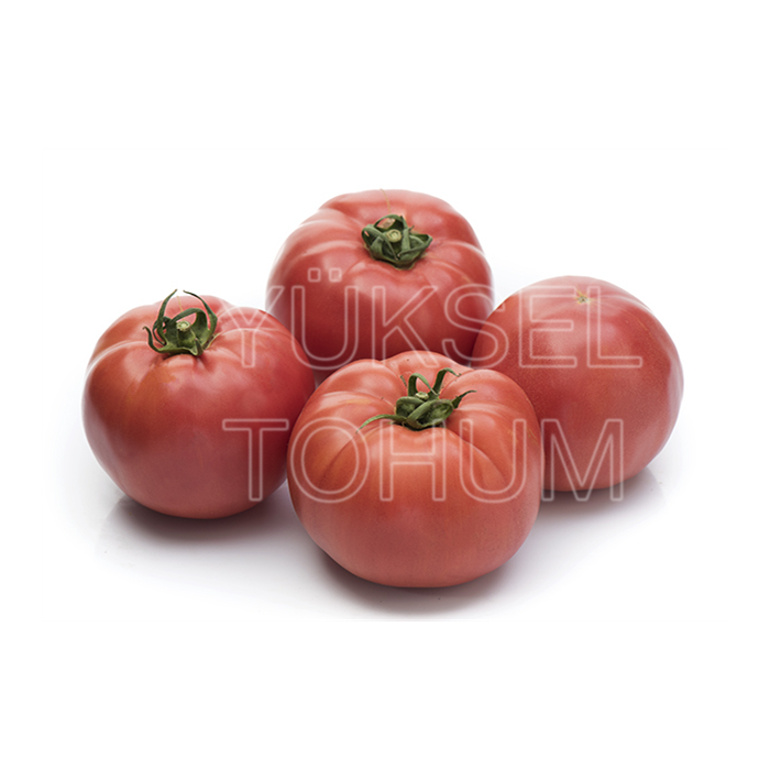 Gülçin F1 Oturak Pembe Domates Fidesi