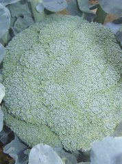 Topeka F1 Brokoli Fidesi