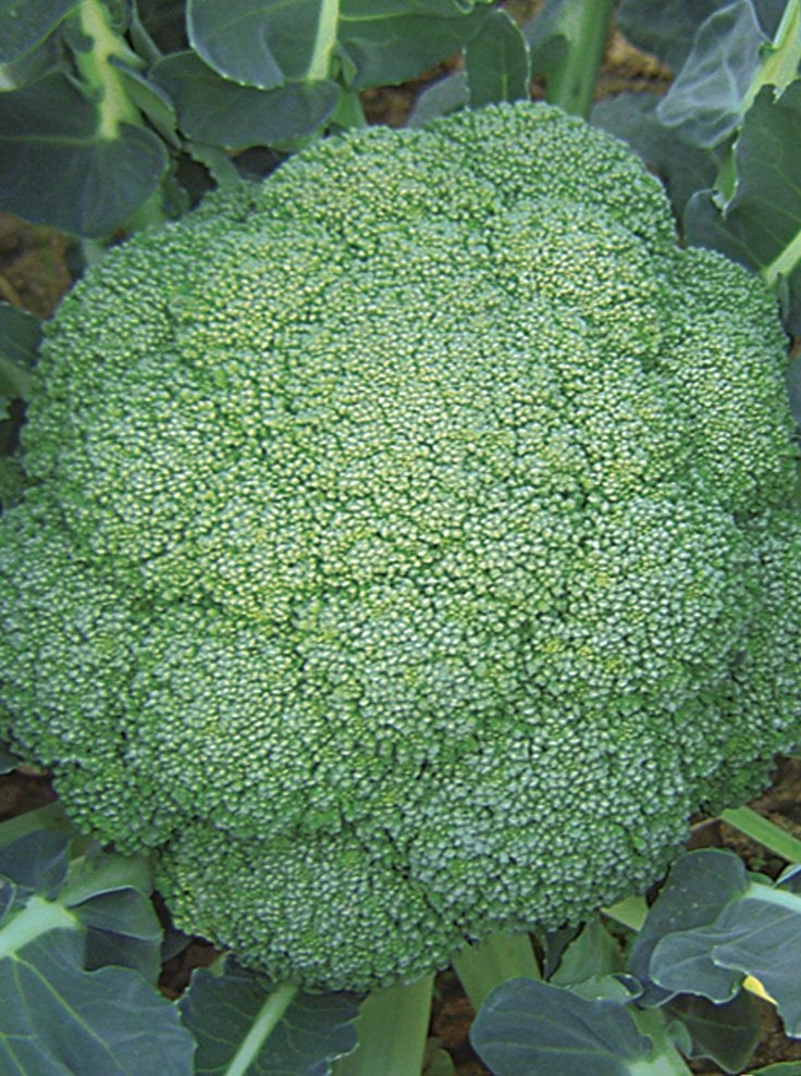 Zenit F1 Brokoli Fidesi