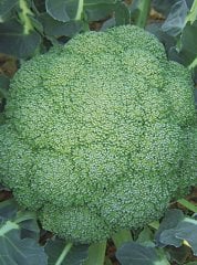 Zenit F1 Brokoli Fidesi