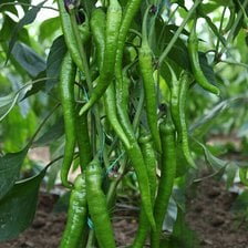 Mertcan F1 Sivri Biber Fidesi