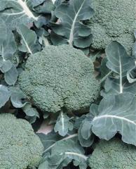 Mundo F1 Brokoli Fidesi