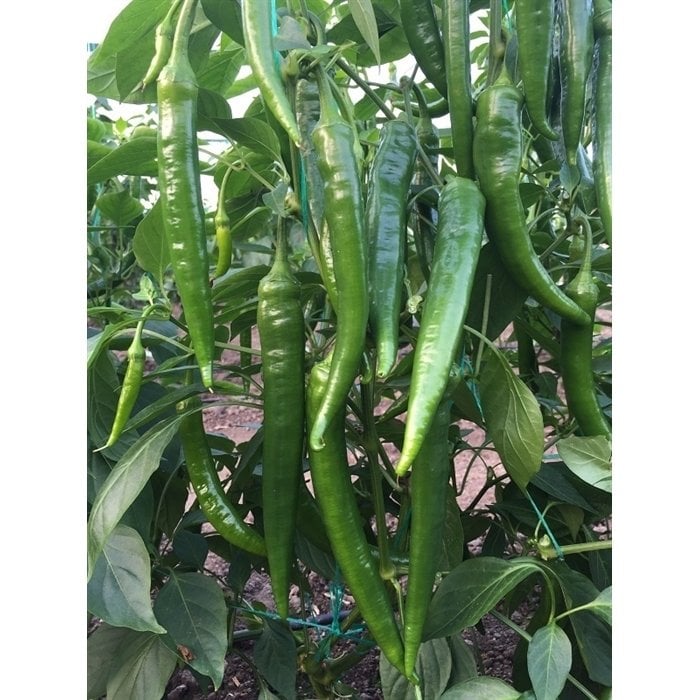 Davut F1 Sivri Hatay Biberi