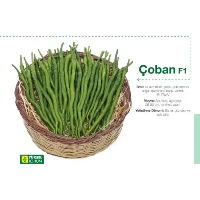 Çoban F1 Acı Kıl Sivri Biber Fidesi