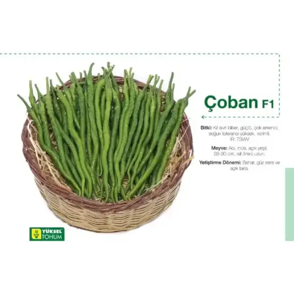 Çoban F1 Acı Kıl Sivri Biber Fidesi