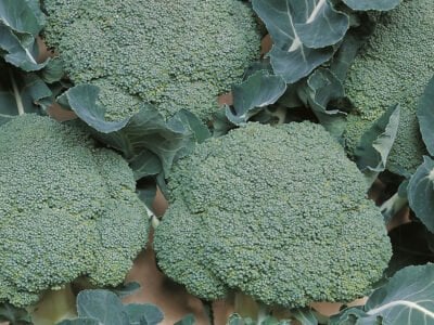 Belstar F1 Brokoli Fidesi