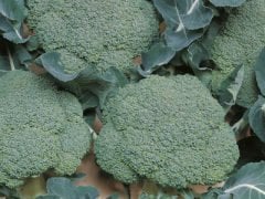 Belstar F1 Brokoli Fidesi