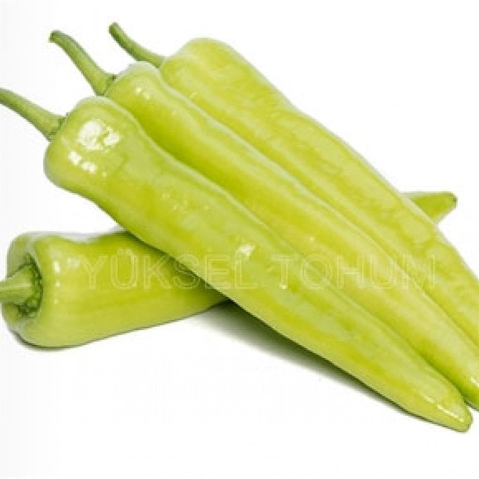 Lidya F1 Çarliston Biber Fidesi