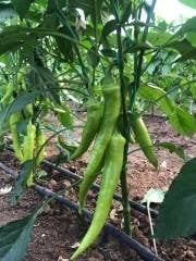 Lidya F1 Çarliston Biber Fidesi