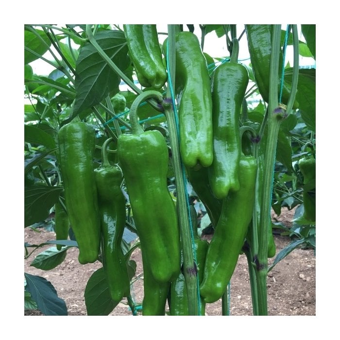 Üçburun F1 Üçburun Biber Fidesi