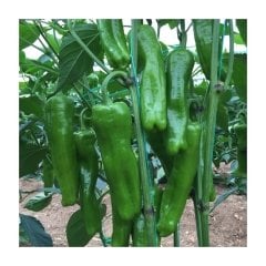 Üçburun F1 Üçburun Biber Fidesi