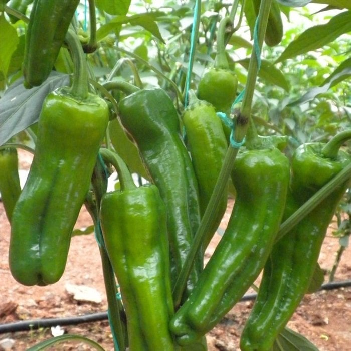 Acıburun F1 Acı Üçburun Biber Fidesi