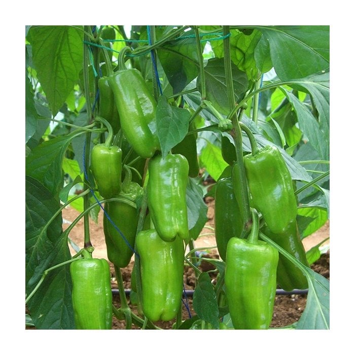İstek F1 Dolma Biber Fidesi