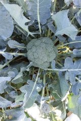 Monrello F1 Brokoli Fidesi