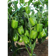 Sumo F1 Dolma Biber Fidesi