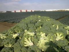 Parthenon F1 Brokoli Fidesi