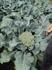 Parthenon F1 Brokoli Fidesi