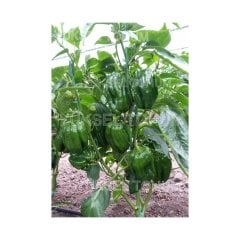 Gazi F1 Acı Antep Dolması