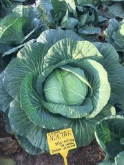 Nokta F1 Beyaz Lahana Fidesi