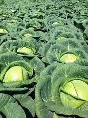 Almanac F1 Beyaz Lahana Fidesi