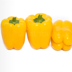 Dut F1 Sarı Kalifornia Biber Fidesi