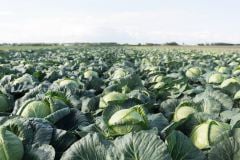 Passat F1 Beyaz Lahana Fidesi