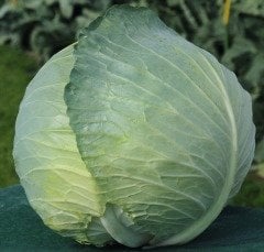 Passat F1 Beyaz Lahana Fidesi