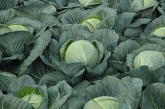 Passat F1 Beyaz Lahana Fidesi